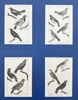 Georges-Louis Leclerc de Buffon - Set of 4 Bird Prints - Yellow Cardinal, Venezuelan Troupial, Mocki