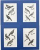 Georges-Louis Leclerc de Buffon - Set of 4 Bird Prints - Yellow Cardinal, Venezuelan Troupial, Mocki