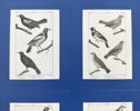 Georges-Louis Leclerc de Buffon - Set of 4 Bird Prints - Yellow Cardinal, Venezuelan Troupial, Mocki