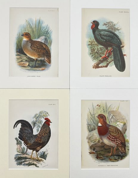 Walter Swaysland - Set of 4 Lithographs - Long-legged Colin, Grey Jungle Fowl, Chestnut-breasted Par