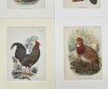 Walter Swaysland - Set of 4 Lithographs - Long-legged Colin, Grey Jungle Fowl, Chestnut-breasted Par