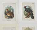 Walter Swaysland - Set of 4 Lithographs - Long-legged Colin, Grey Jungle Fowl, Chestnut-breasted Par