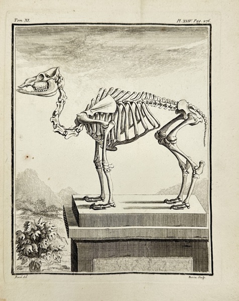 Charles Baron after Jacques Eustache de Sève (c.1710–c.1780) – Skeletal Study of a Quadruped – Engraving (c.1750)