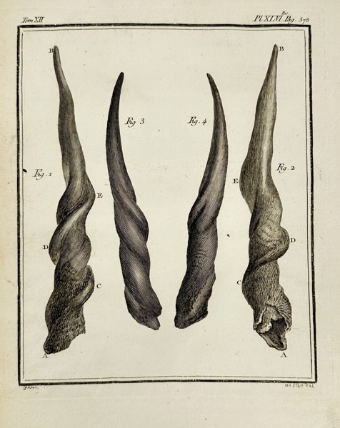 Charles Baron after Jacques Eustache de Sève (c.1710–c.1780) – Horns of an Antelope – Engraving (c.1750)