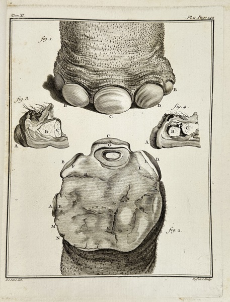 Charles Baron after Jacques Eustache de Sève (c.1710–c.1780) – Hoof Anatomy Engraving – (c.1750)