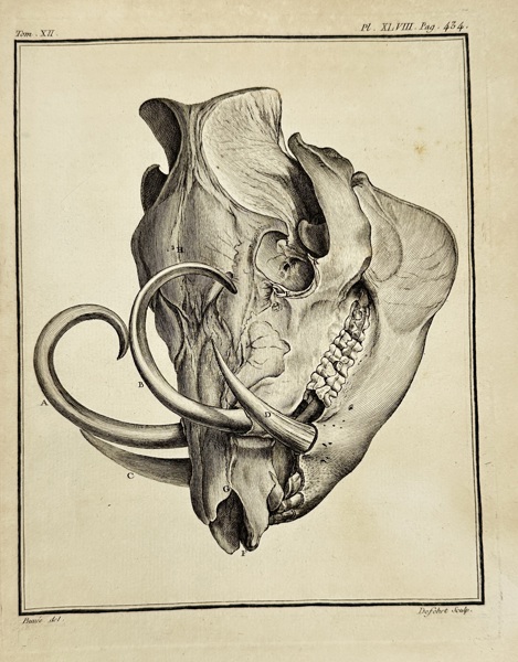 Charles Bauvé (active 18th century) – Warthog Skull Anatomy – Engraving (c. 18th century)