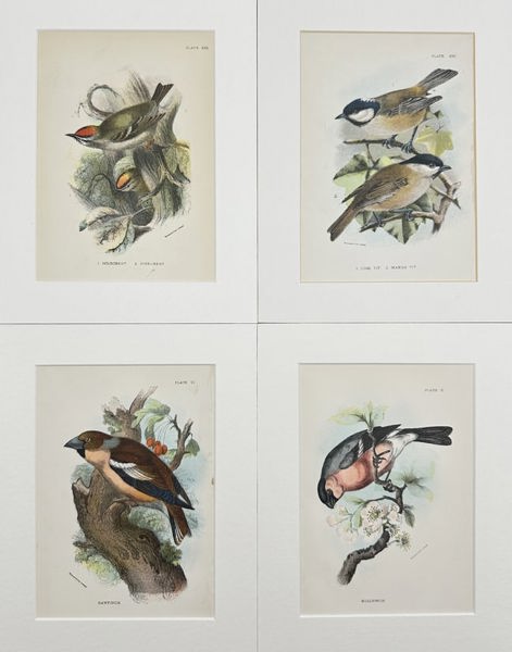 Richard Bowdler Sharpe - Set of 4 Lithographs - Eurasian Bullfinch, Goldcrest, Hawfinch