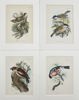 Richard Bowdler Sharpe - Set of 4 Lithographs - Eurasian Bullfinch, Goldcrest, Hawfinch