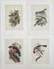 Richard Bowdler Sharpe - Set of 4 Lithographs - Eurasian Bullfinch, Goldcrest, Hawfinch