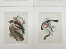 Richard Bowdler Sharpe - Set of 4 Lithographs - Eurasian Bullfinch, Goldcrest, Hawfinch