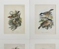 Richard Bowdler Sharpe - Set of 4 Lithographs - Eurasian Bullfinch, Goldcrest, Hawfinch
