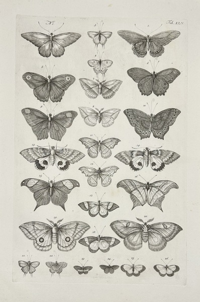 Albertus Seba (1665–1736) – Plate of European Butterflies / Planche de papillons européens – Copperplate Engraving (1734–1765)