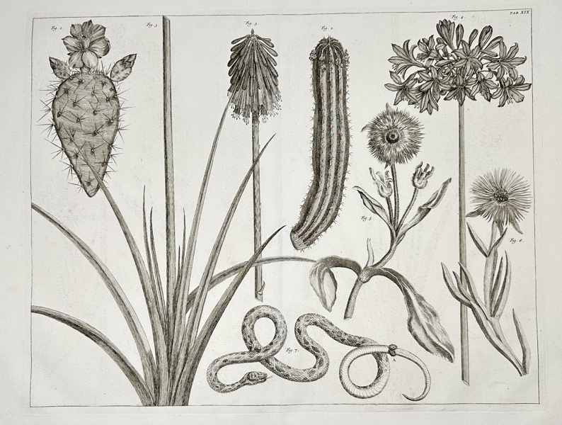 Albertus Seba (1665–1736) – Large Botanical Plate with Exotic Plants / Planche botanique avec plantes exotiques – Copperplate Engraving (1734–1765)