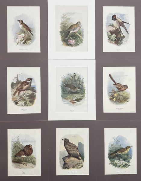 Walter Swaysland - Set of 9 Lithographs - Water Rail, Lesser Whitethroat, Turtle Dove, Swallow, Ruff