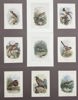 Walter Swaysland - Set of 9 Lithographs - Water Rail, Lesser Whitethroat, Turtle Dove, Swallow, Ruff