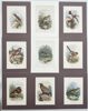 Walter Swaysland - Set of 9 Lithographs - Water Rail, Lesser Whitethroat, Turtle Dove, Swallow, Ruff