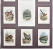Walter Swaysland - Set of 9 Lithographs - Water Rail, Lesser Whitethroat, Turtle Dove, Swallow, Ruff