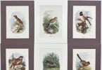 Walter Swaysland - Set of 9 Lithographs - Water Rail, Lesser Whitethroat, Turtle Dove, Swallow, Ruff