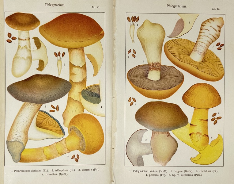 Carl Gustav Jablonsky (1756–1787) – Set of 2 Plates of Phlegmacium Mushrooms – Hand-Colored Copperplate Engravings (Late 18th Century)
