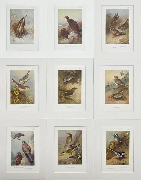 Walter Swaysland & Archibald Thorburn - Set of 9 Lithographs - Icterine Warbler, Eurasian Blackcap,