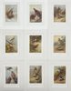 Walter Swaysland & Archibald Thorburn - Set of 9 Lithographs - Icterine Warbler, Eurasian Blackcap,