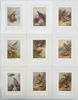 Walter Swaysland & Archibald Thorburn - Set of 9 Lithographs - Icterine Warbler, Eurasian Blackcap,