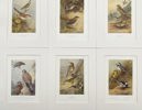 Walter Swaysland & Archibald Thorburn - Set of 9 Lithographs - Icterine Warbler, Eurasian Blackcap,