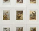 Walter Swaysland & Archibald Thorburn - Set of 9 Lithographs - Icterine Warbler, Eurasian Blackcap,