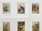 Walter Swaysland & Archibald Thorburn - Set of 9 Lithographs - Icterine Warbler, Eurasian Blackcap,
