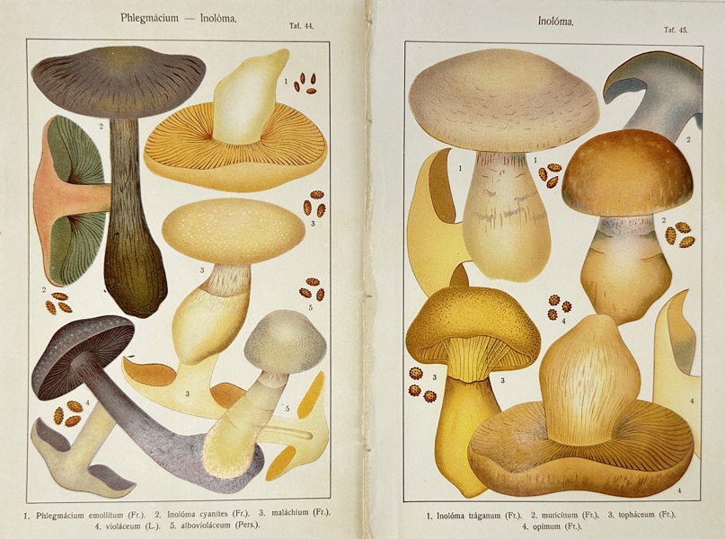 Carl Gustav Jablonsky (1756–1787) – Set of 2 Plates of Phlegmacium Mushrooms – Copperplate Engravings (Late 18th Century)