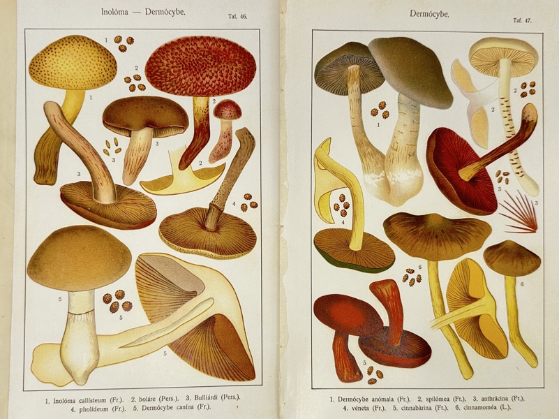 Carl Gustav Jablonsky (1756–1787) – Set of 2 Plates of Dermocybe Mushrooms – Copperplate Engravings (Late 18th Century)
