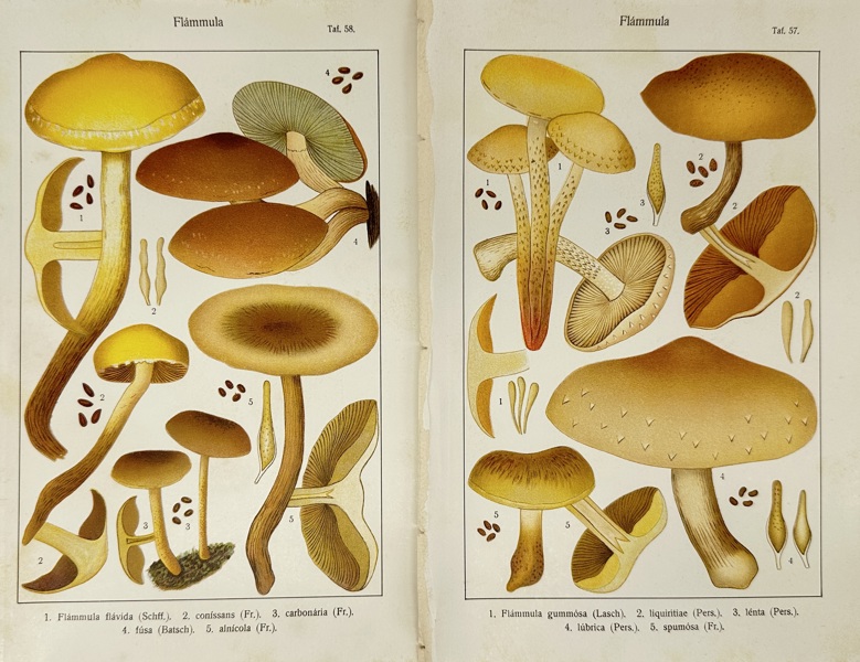 Carl Gustav Jablonsky (1756–1787) – Set of 2 Plates of Flammula Mushrooms – Copperplate Engravings (Late 18th Century)