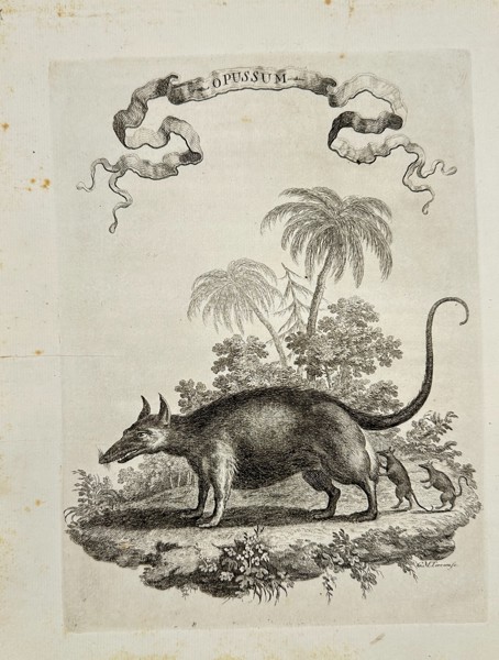 Giuseppe Maria Terreni (18th century) – Opussum – Copperplate Engraving (1763)
