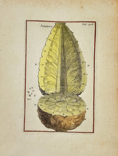 Joseph Pitton de Tournefort (1656–1708) – Ananas comosus - Hand-Colored Copperplate Engraving (1797)