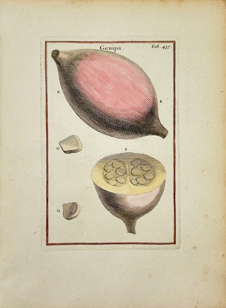 Joseph Pitton de Tournefort (1656–1708) – Genipa – Hand-Colored Copperplate Engraving (1797)
