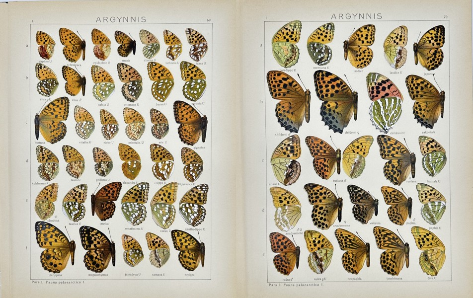 Adalbert Seitz (1860–1938) – Set of 2 Antique Butterfly Prints – Argynnis Species (1909–1915)
