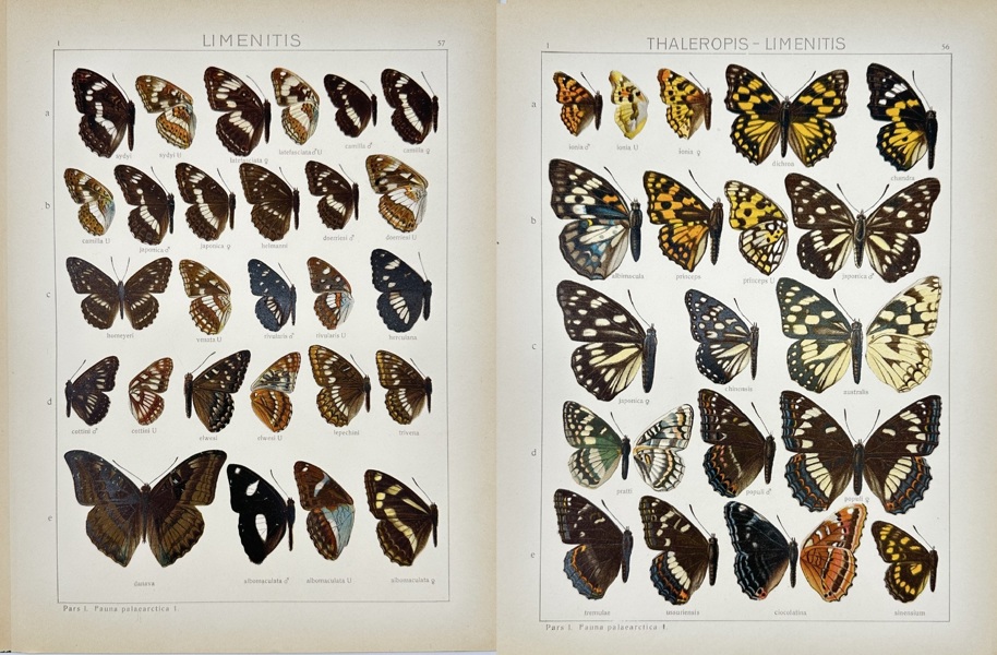 Adalbert Seitz (1860–1938) – Set of 2 Butterfly Prints – Thaleropis limenitis and Limenitis (1909–1915)