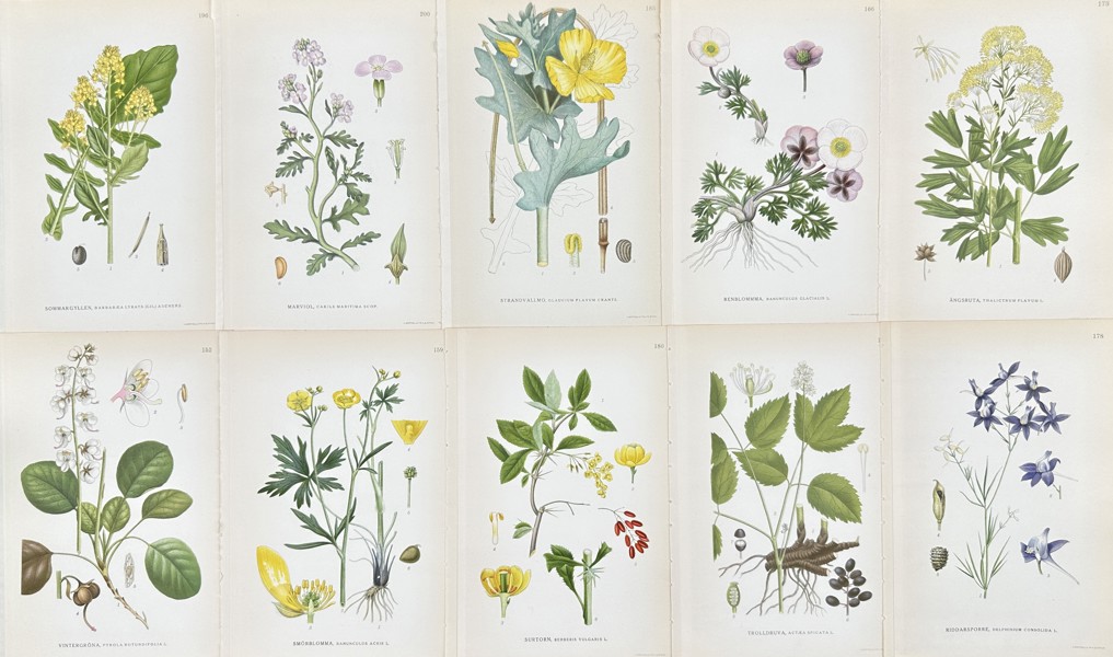 Carl Axel Magnus Lindman - Set of 10 Botanical Prints - Yellow Rocketcress, Glaucium Flavum, Consolida Regalis, Meadow Buttercup