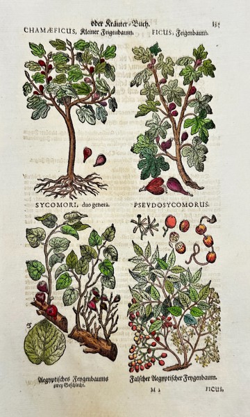 Johann Joachim Becher (1635–1682) – Hand-Colored Botanical Woodcut