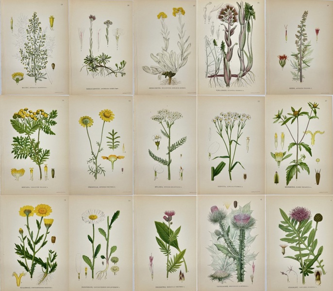 Carl Lindman (1856-1928) - Set of 15 Old Botanical Prints - Antennaria dioica (1905)