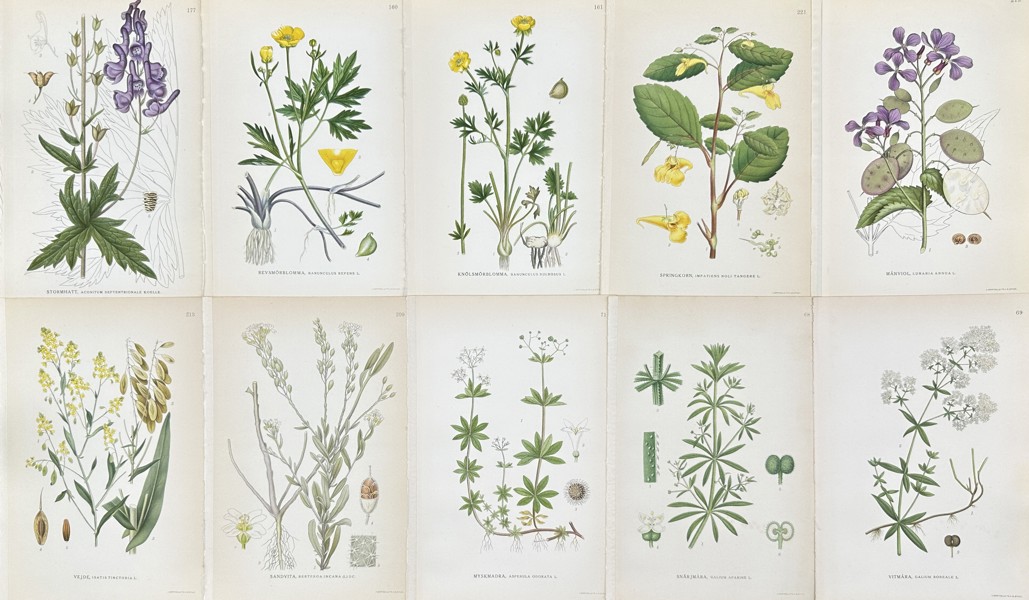 Carl Axel Magnus Lindman - Set of 10 Botanical Prints - Creeping Buttercup, Annual Honesty, Touch-me-not Balsam, Cleavers