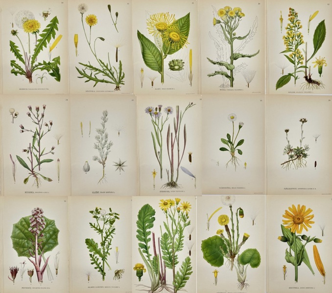 Carl Lindman (1856-1928) - Set of 15 Old Botanical Prints - Leontodon autumnalis (1905)