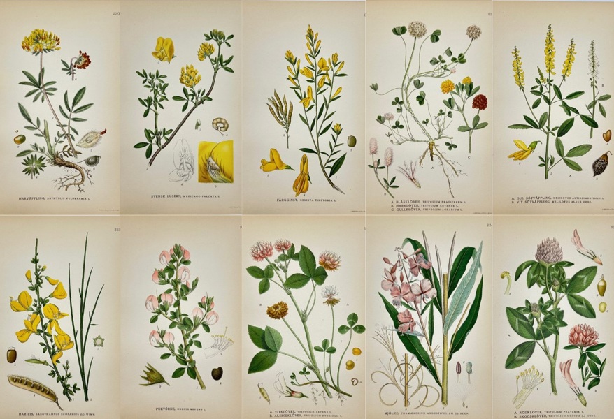 Carl Lindman (1856–1928) – Set of 10 Botanical Prints – Chamaenerium angustifolium – Lithographs (1905)