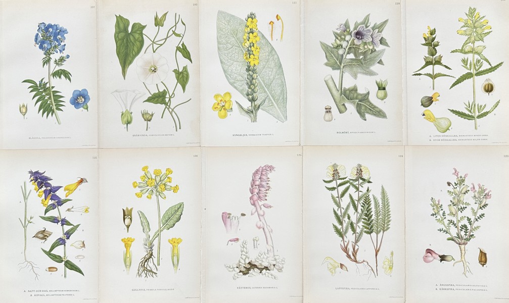 Carl Axel Magnus Lindman - Set of 10 Botanical Prints - Jacob's Ladder - Great Mullein - Yellow Rattle