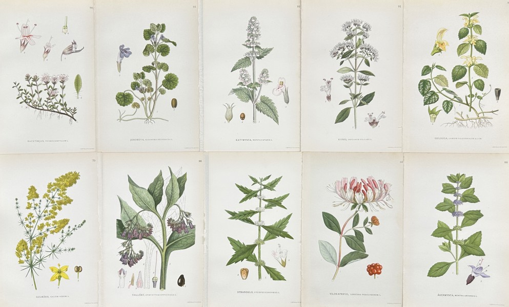 Carl Axel Magnus Lindman - Set of 10 Botanical Prints - Gypsywort - Common Honeysuckle - Lady's Bedstraw