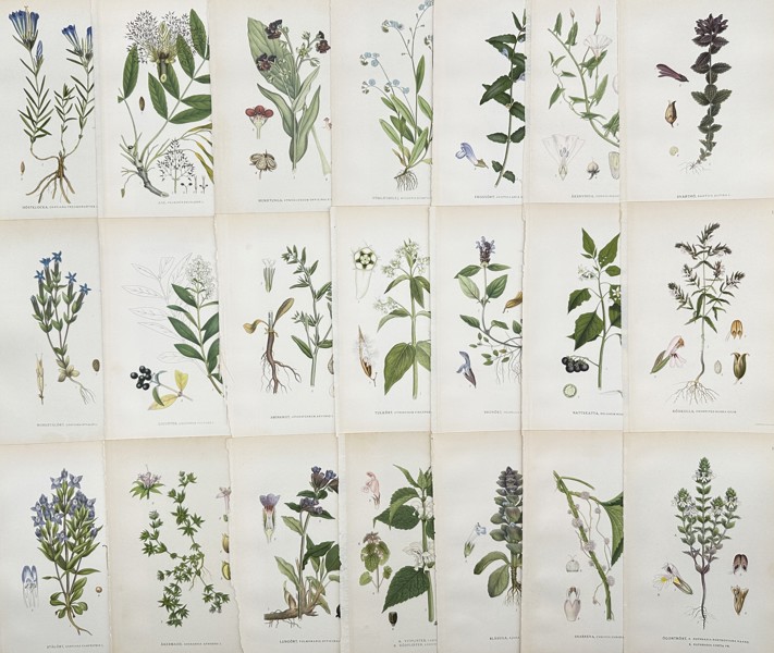 Carl Axel Magnus Lindman - Set of 21 Botanical Prints - Marsh Gentian - Cynoglossum Officinale - Wild Privet