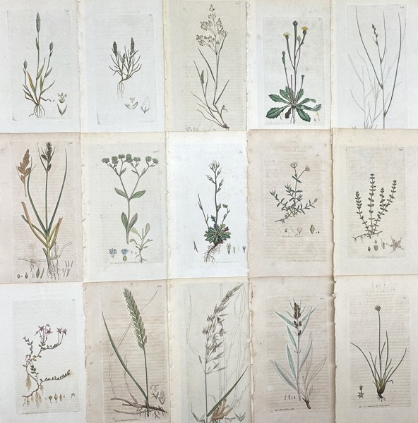 James Sowerby - Set of 15 Botanical Prints - White Goosefoot - Corn Speedwell - Red Goosefoot