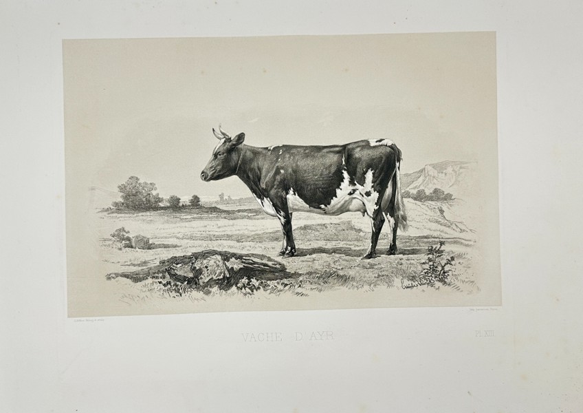 Émile Baudement (1819–1886) – Vache d'Ayr – Heliogravure – Late 19th Century