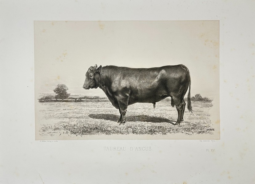 Émile Baudement (1819–1886) – Taureau d'Angus – Heliogravure – Late 19th Century