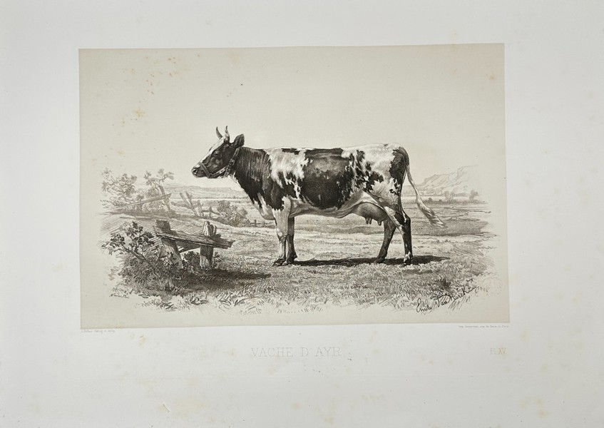 Émile Baudement (1819–1886) – Vache d'Ayr – Heliogravure – Late 19th Century